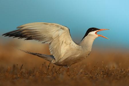 white-cheeked tern