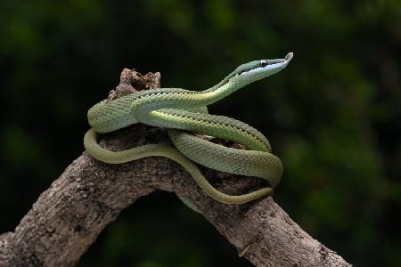 green snake