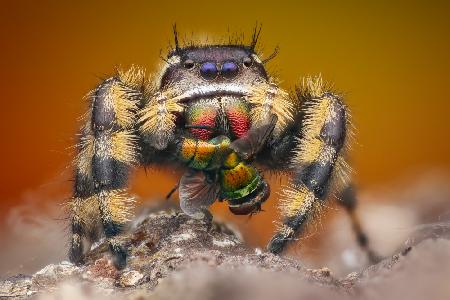 phidippus otiosus with housefly