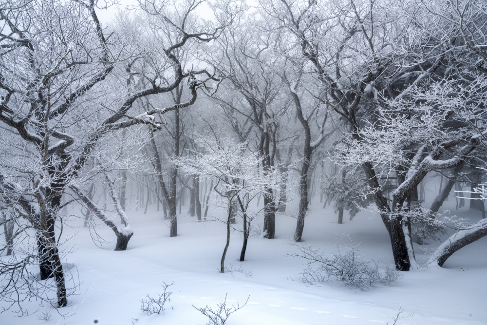 white forest à Akira Nagase