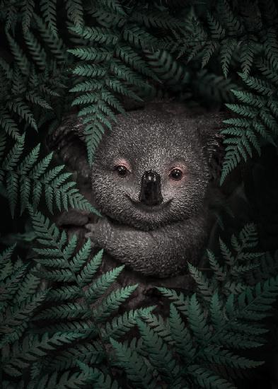 Cute Baby Koala