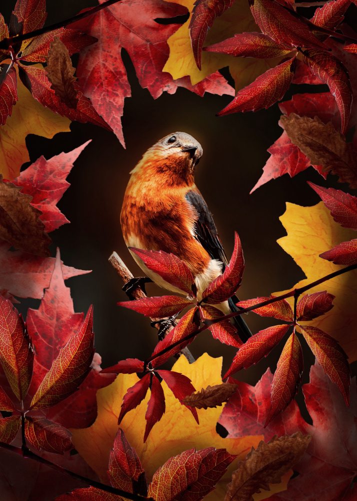 Bird Autumn à Al Barizi