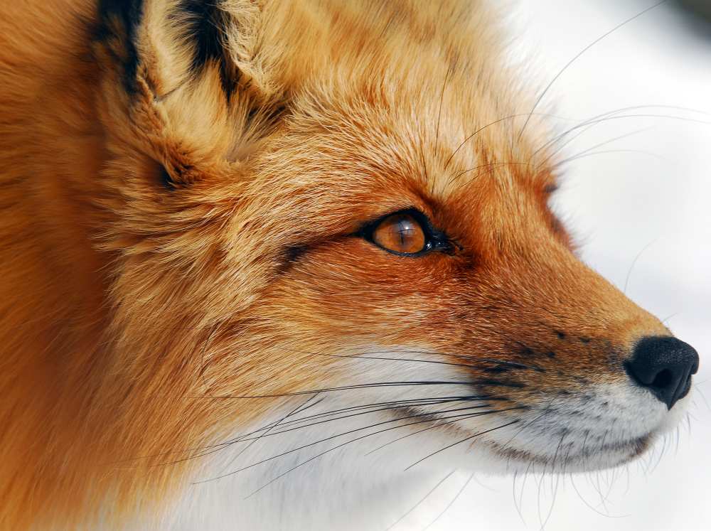 Red Fox à Alain Turgeon
