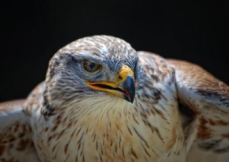 Red-tailed Hawk