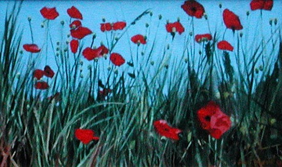 Poppies, 2002 (oil on canvas)  à Alan  Byrne