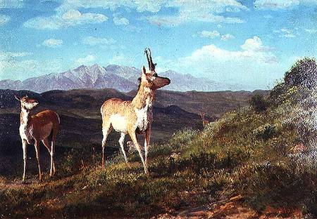 Antelope à Albert Bierstadt