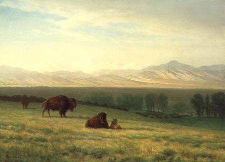 Buffalo on the Plains à Albert Bierstadt