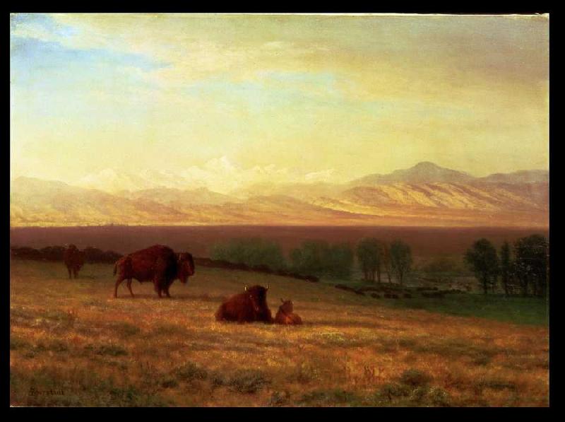 Buffalos in ebener Landschaft à Albert Bierstadt