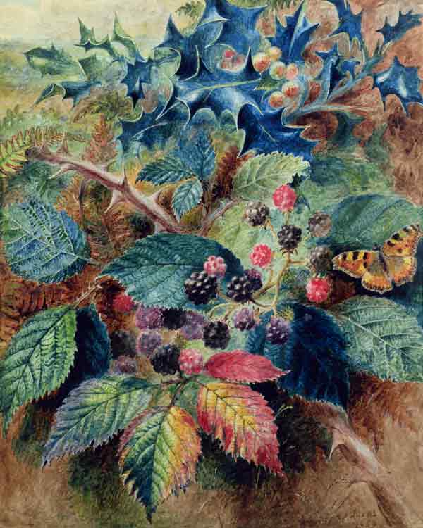 Blackberries and Holly with a Butterfly à Albert Durer Lucas