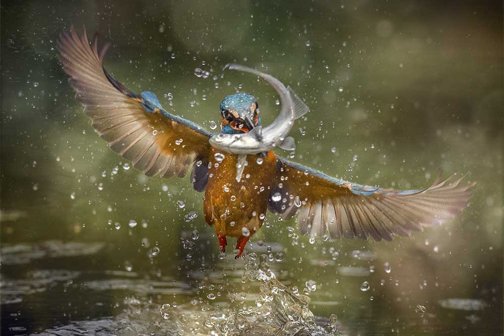 kingfisher à Alberto Ghizzi Panizza