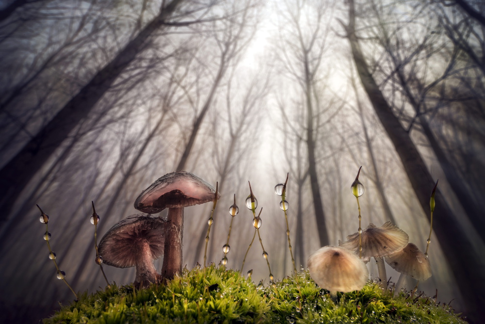 Small and giant creatures of the woods à Alberto Ghizzi Panizza