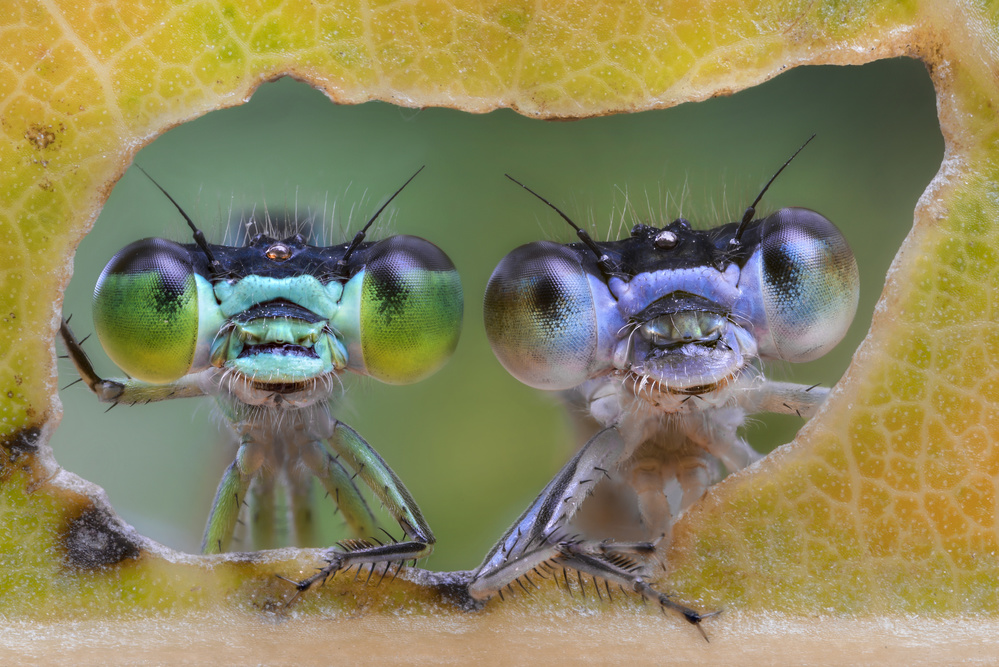 Two nice faces à Alberto Ghizzi Panizza