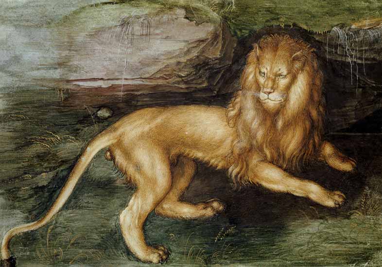 Lion à Albrecht Dürer