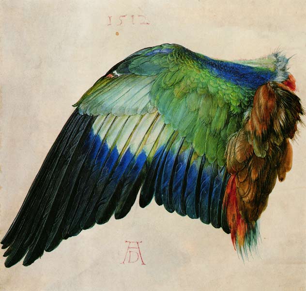 Aile d'un oiseau à Albrecht Dürer