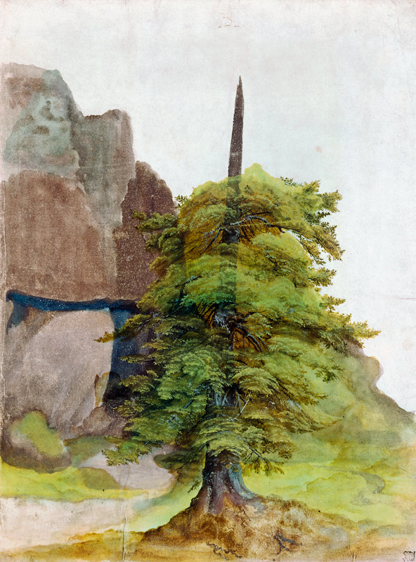 Arbre. à Albrecht Dürer