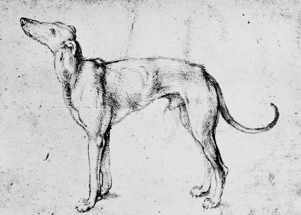 A.Dürer, Greyhound / Draw./ c.1500 à Albrecht Dürer