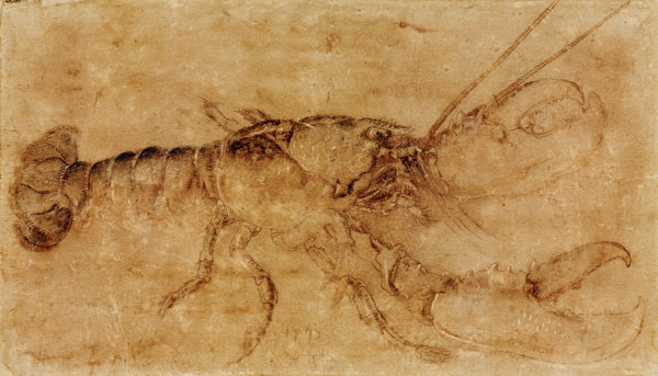 Lobster à Albrecht Dürer
