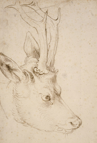Head of a Roebuck à Albrecht Dürer