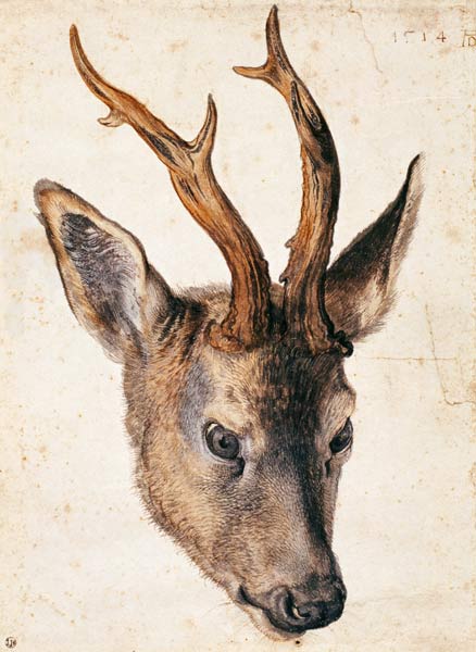 Tête d'un cerf à Albrecht Dürer