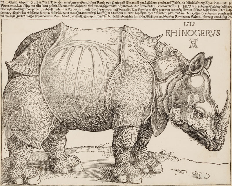 Rhinocerus (Das Rhinozeros) à Albrecht Dürer