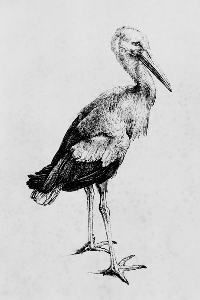 A.Dürer, Stork / Draw./ c.1500 à Albrecht Dürer