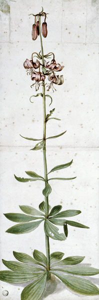 Turks cap lily à Albrecht Dürer