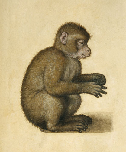 Un singe à Albrecht Dürer