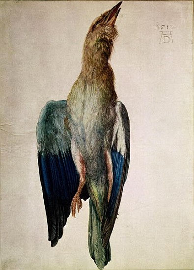 Blue Crow, 1512 (w/c & gouache on vellum) à Albrecht Dürer