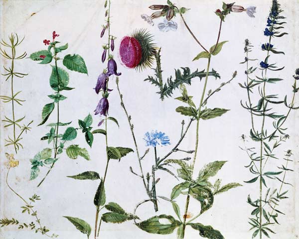 Eight Studies of Wild Flowers à Albrecht Dürer