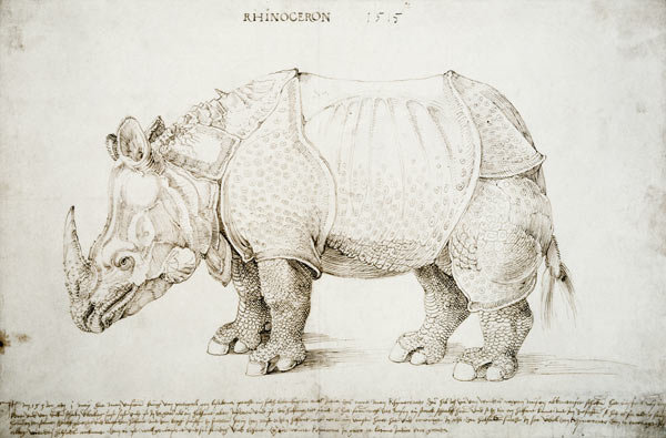 Rhinoceros à Albrecht Dürer