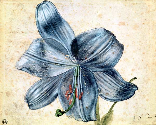 Study of a lily à Albrecht Dürer