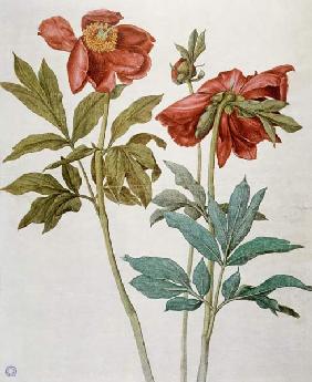 Pivoines