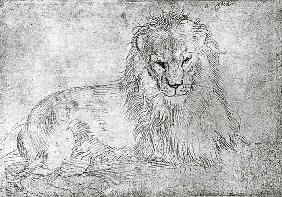 Lion couché