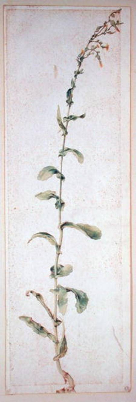 A Tobacco Plant à Albrecht Dürer
