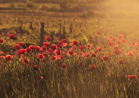 Sunkissed poppy field