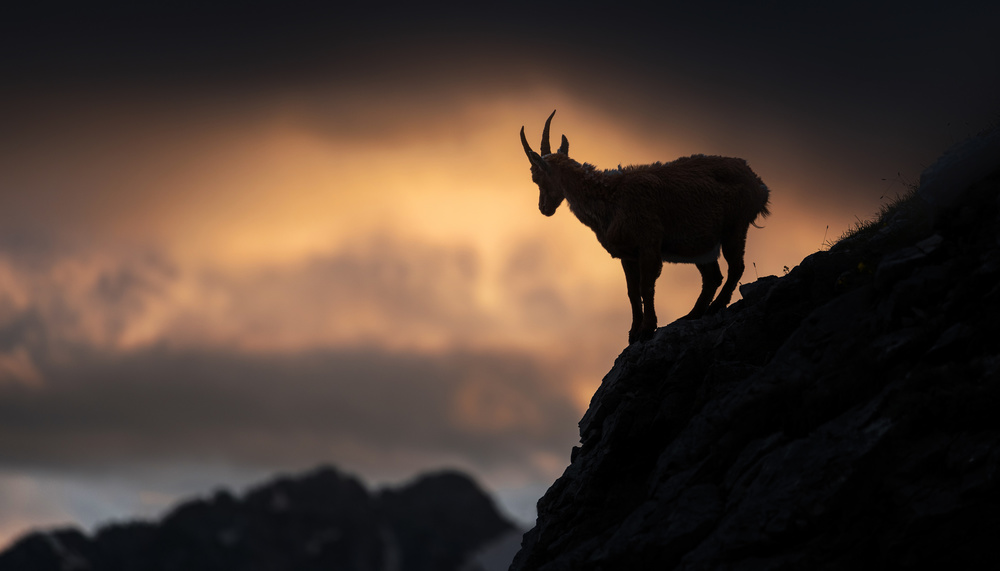 Alpine ibex à Ales Krivec