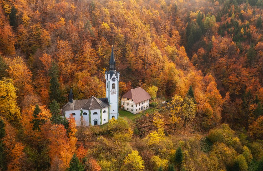 Cathedral in the forest à Ales Krivec