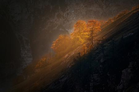 Last light on the trees