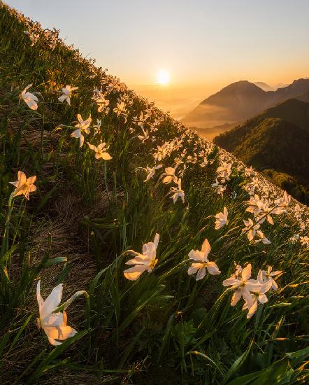 Daffodils