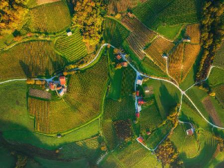 Vineyards from above