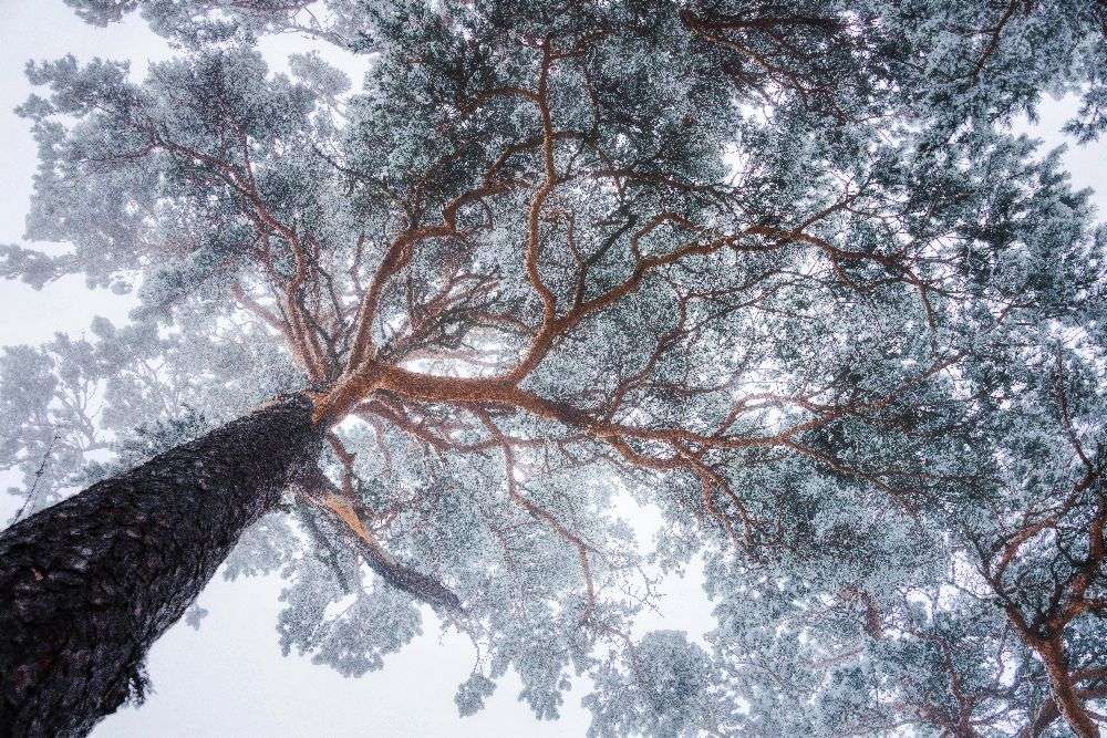 Winter tree lines à Ales Krivec