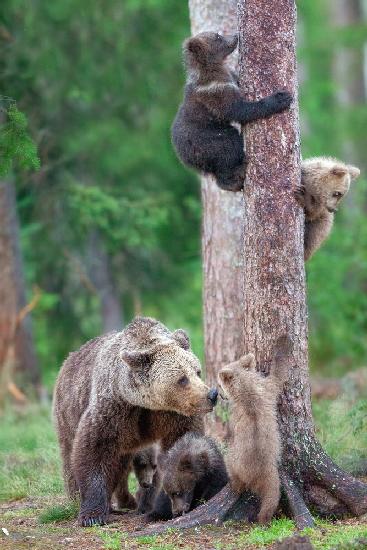 Bears Kindergarten