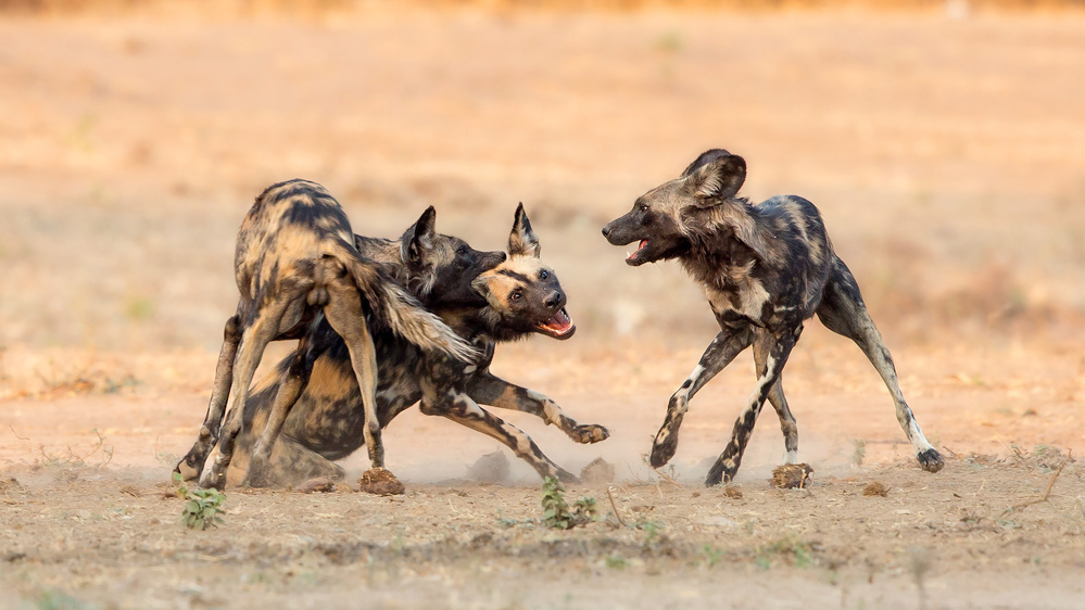 Painted Dogs à Alessandro Catta