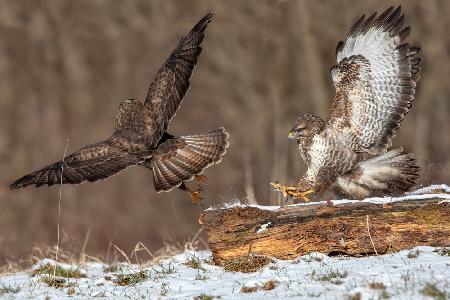 Buzzards Fighting