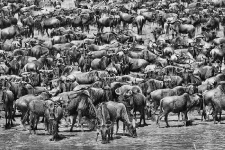 Great Migration