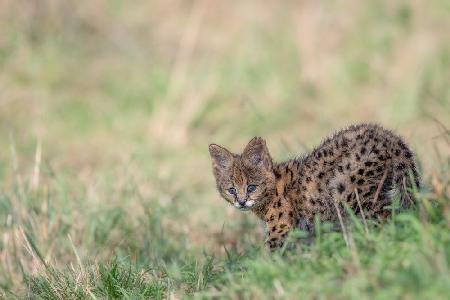 Little Serval