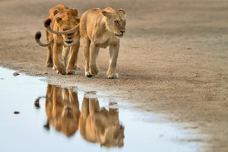 Lioness Gang