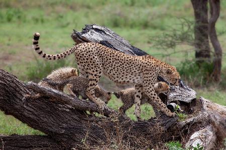 Mama Cheetah