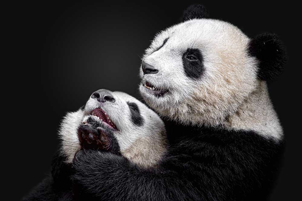Pandas à Alessandro Catta