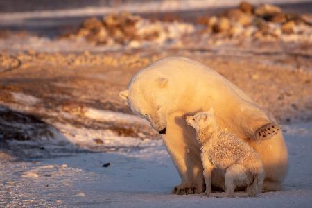 Dancing With The Bear